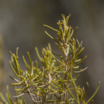 Robertet – cleanRscent